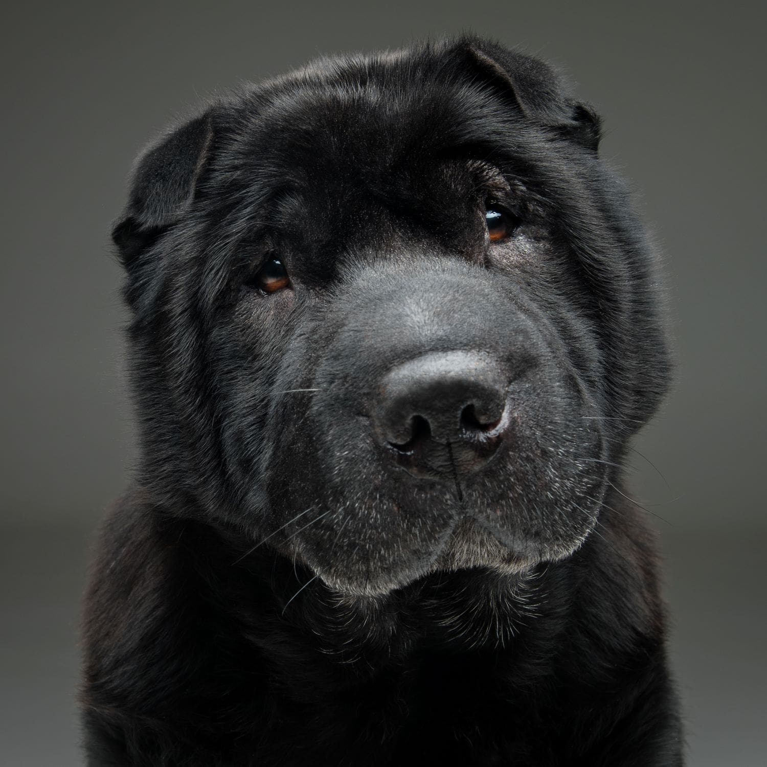 beautiful-black-shar-pei-dog-over-grey-background-2021-08-26-17-11-50-utc-min.jpg